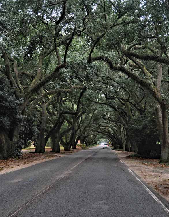 oak tree arch over street